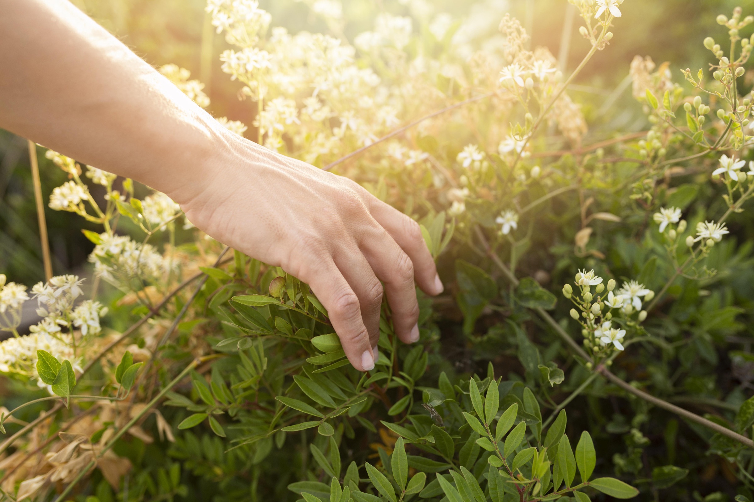 Eine Hand streicht durch Pflanzen im Sonnenlicht