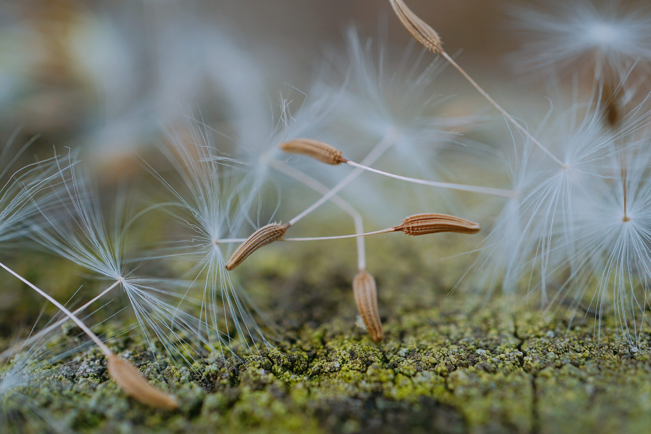 Pusteblume in hellem, weichem Naturlicht