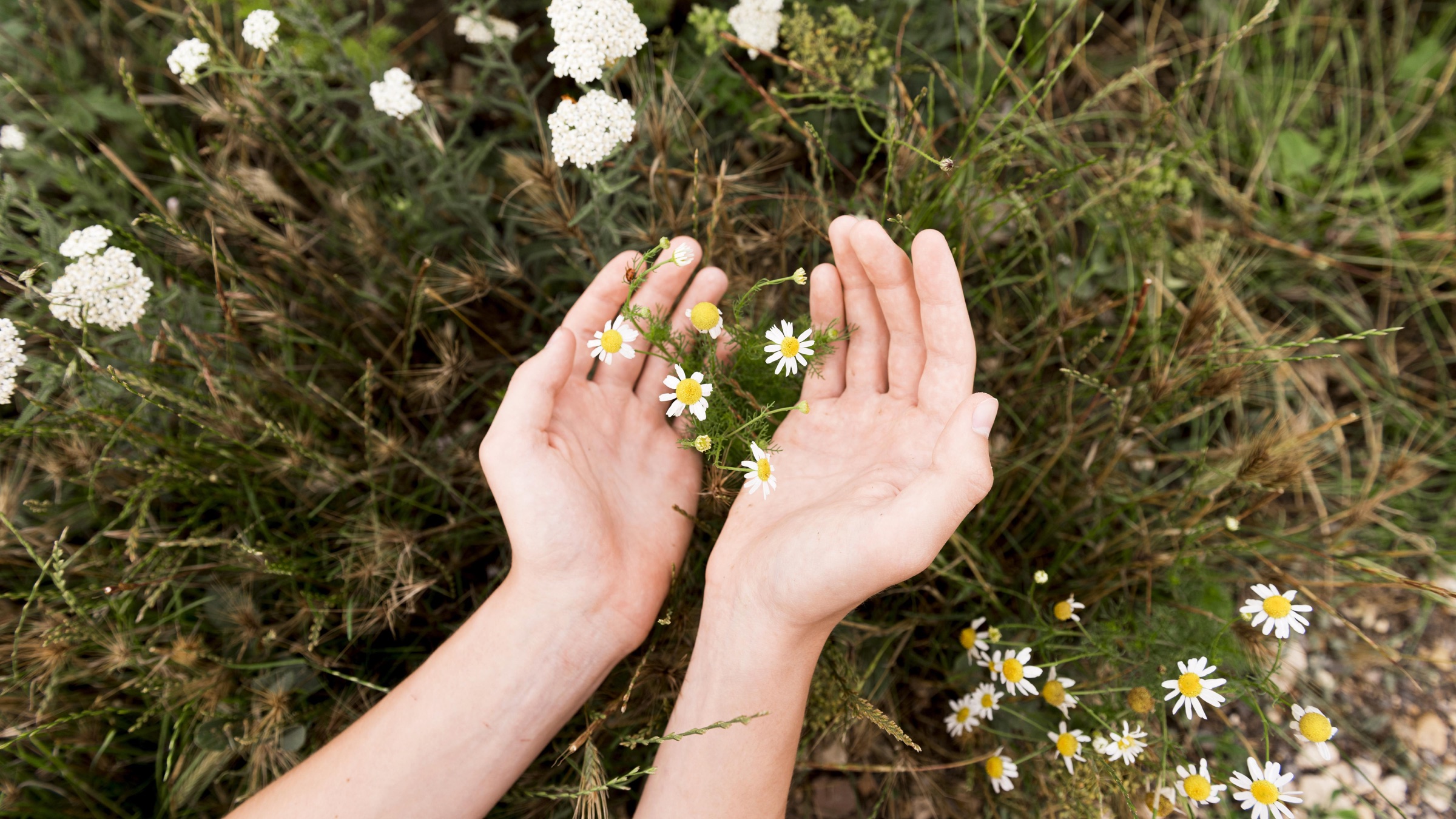 Hände mit kleinen Blüten in der Natur